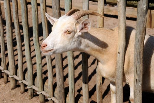 farm goat putting his head through a wood fence