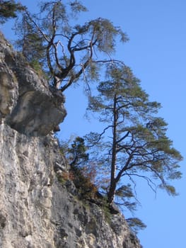 gnarled trees above a gulch