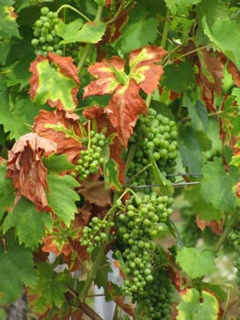 vine grapes above an village