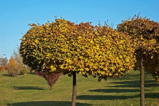 Tree in park in southern poland fall