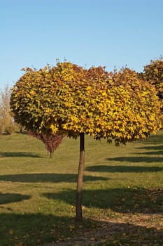 Tree in park in southern poland fall