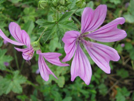 purple flower on the forest floor