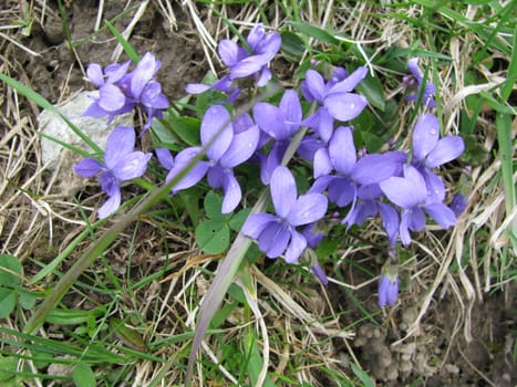 blue flower on the forest floor