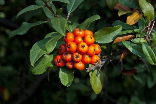 Branch of a mountain ash with ripe berries