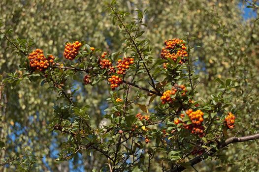 Branch of a mountain ash with ripe berries