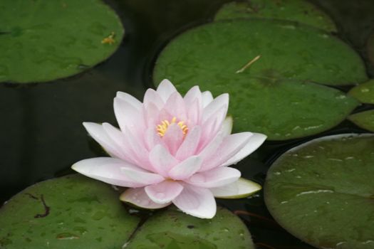 sea rose on a pond, water lily