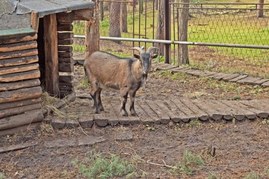 An older chamois male relaxing