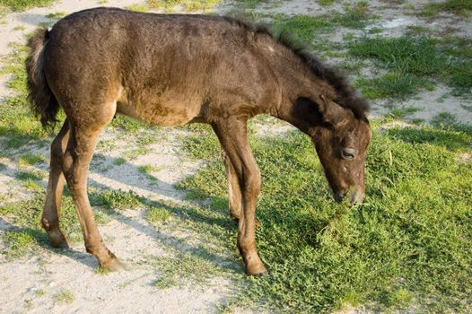 A cute mini pony on a willow