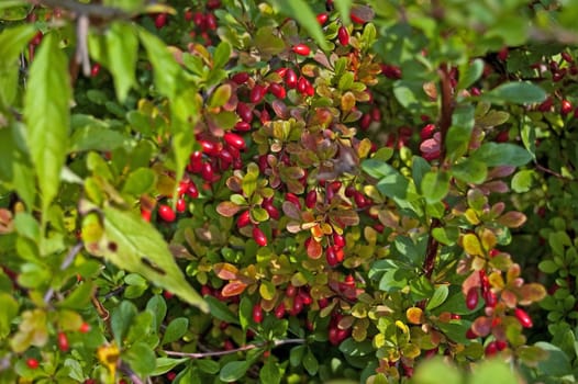 Composition of pot flowers in the garden
