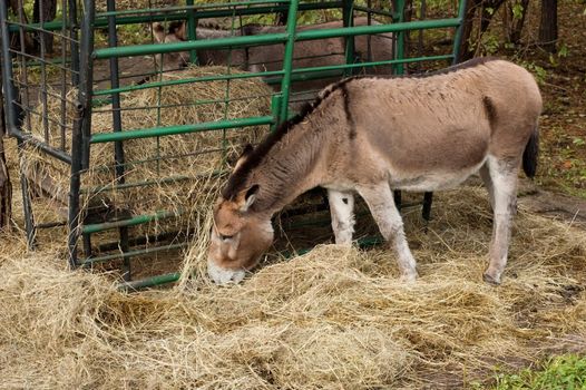 Photo of a grazing donkey in zoo