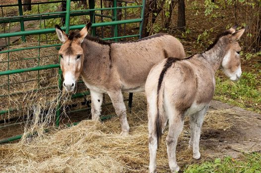 Photo of a grazing donkeys in autumn