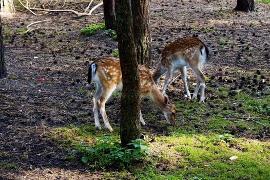 Little roe feeding with grass