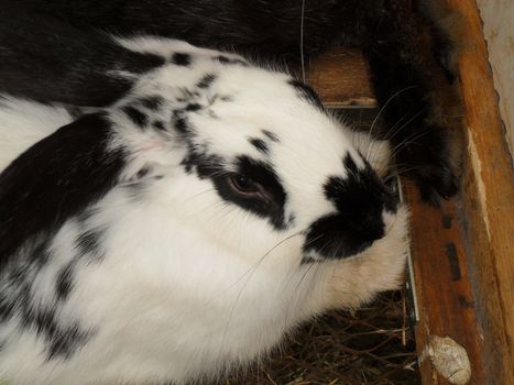 Fluffy rabbit with the big ears.