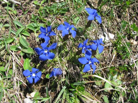 many Gentiana