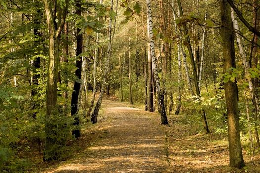 Autumn alley in fall park In Poland 