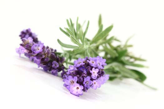 one bunch of fresh lavender on a white background