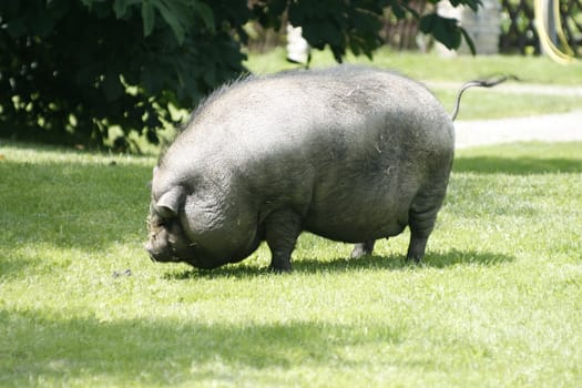 hanging belly pig looking left