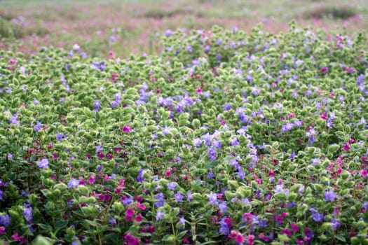 A background of a bed of beautiful wild flowers in pink and blue colors.