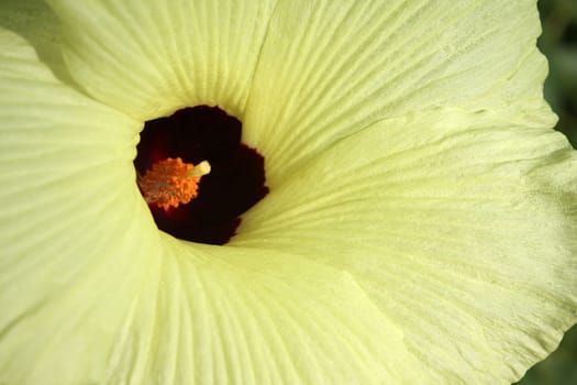 A background of the beautiful texture of a yellow flower in macro view.