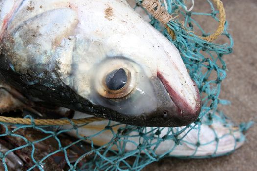 A closeup view of a fish caught in a fishing net.