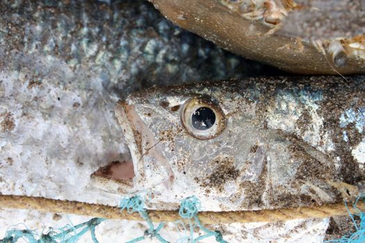 A closeup view of a fish caught in a fishermans net.