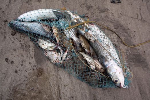 A big catch of variety of fishes, crabs and lobsters in a fisherman's net.