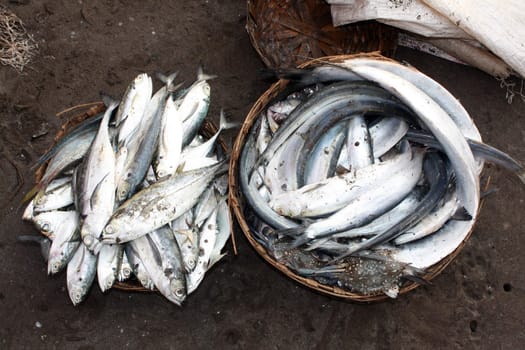 Baskets containing fresh fish caught in the sea.