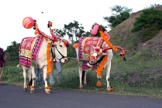 Two bulls decorated for a traditional Hindu festival in India.