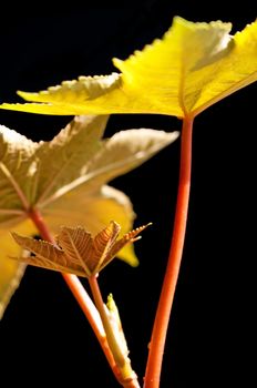 a closeup of the leaf of a castor-oil plant