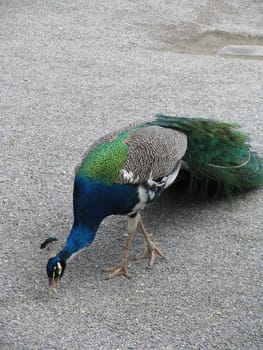beautiful Peacock pecks punch on