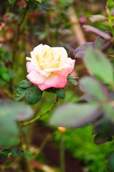 Pink roses called "Ariana rose"