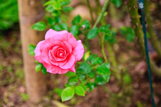 giant pink roses called Yves piaget