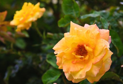 Giant yellow roses called "Sunflare rose"