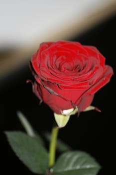 rose from above with leaves