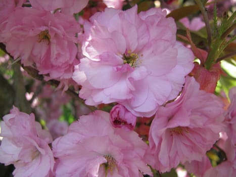 Rosebush with beautiful rose blossoms