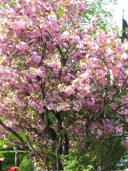 Rosebush with beautiful rose blossoms