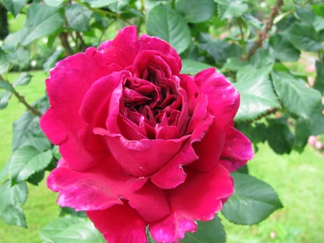 nice, single red rose in a shrub
