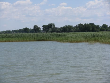 Reed belt in the lake and trees in background