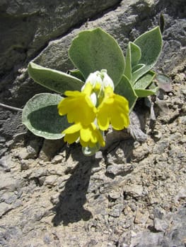 primrose in a crevice in th Alps