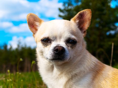 chihuahua portrait outdoor against forest and sky