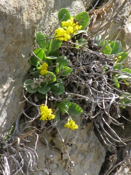 primrose in a crevice in th Alps