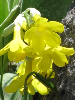 primrose in a crevice in th Alps