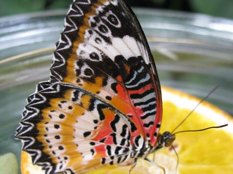 coloured butterfly on a lemon