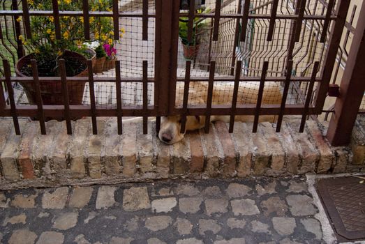 Big red dog lonely locked behind bars in the garden misses
