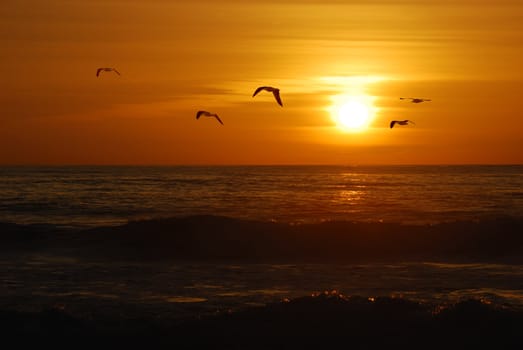 Seagulls flying over the Pacific coast in California in sunset.