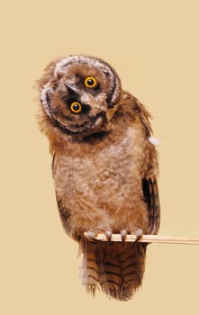 Young long-eared owl isolated over seamless background.