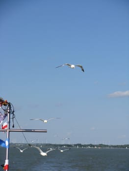 ship with gulls on the air