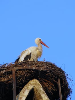 a white Stork in the nest