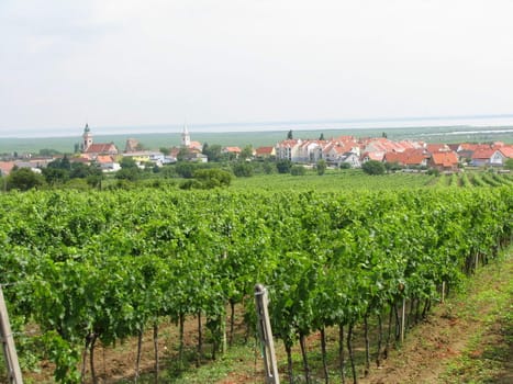 vine grapes above an village