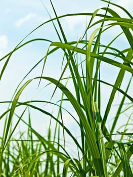 The renewable resource switchgrass for heating and production of diesel